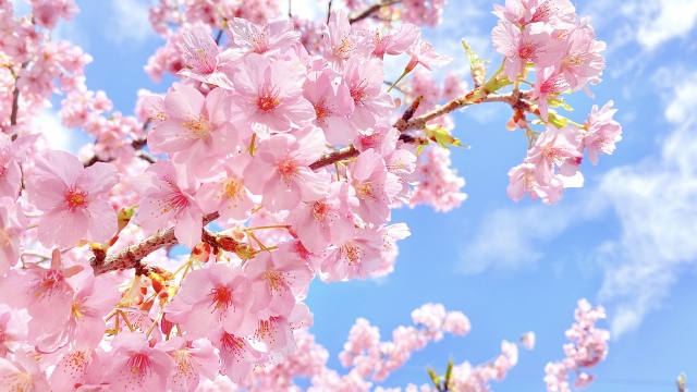 桜